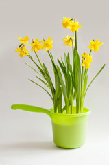 Yellow narcissuses in a bright green bailer