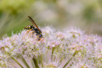 Wasp collects nectar on the bud of the blooming hogweed