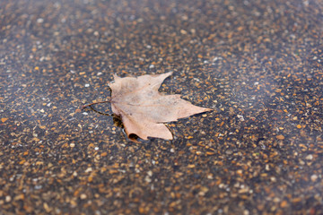 leaf in a puddle