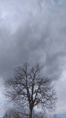 Fototapeta na wymiar albero con cielo nuvoloso