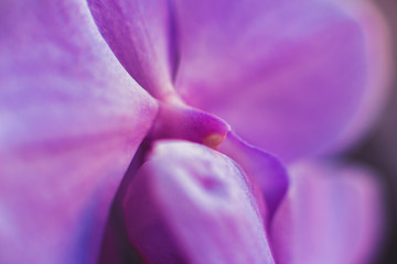 Background. Macro of a purple archidea flower. Selected focus. Blur