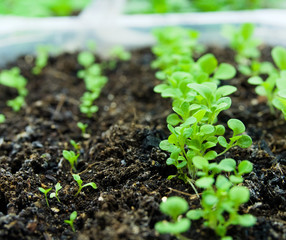The seedlings closeup