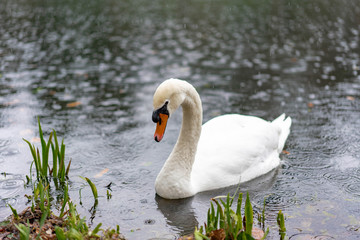 white swan on the lake