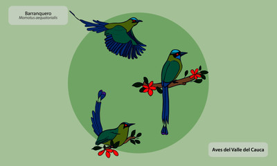Colombian birds