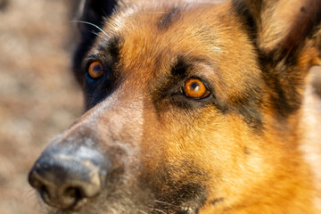 german shepard face