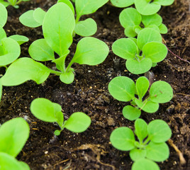 The seedlings closeup