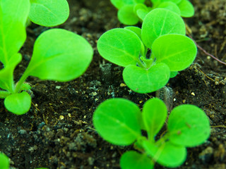 fresh sprouts seedlings