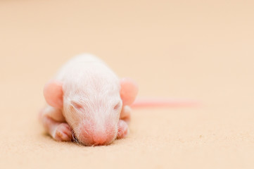 Pet. And little newborn baby  rat sleep.