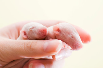 Pet. And little newborn rats sleep in human hands.