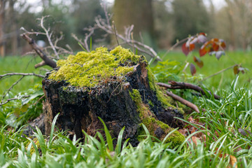  tree stump in the moss
