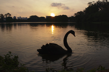 Ibirapuera Park in Sao Paulo, Brazil. Beautiful park in the middle of the biggest Brazilian city. Nature showing its beauty amidst great buildings.