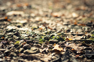 Autumn landscape. Wet gravel under the setting sun. Moss