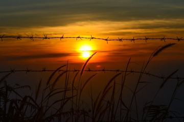 Flower grass dog tail Swaying And the sun that appears in orange