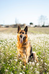german shepard in a flower field