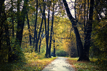 Autumn landscape. A walk in the Park. Forest.