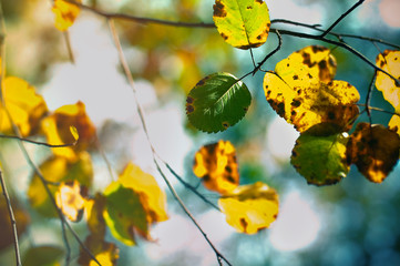 Autumn landscape. Bright colored leaves against the sky.