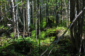 The Woods Of Siberia