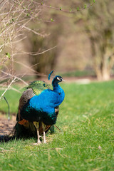 Obraz premium peacock in the park