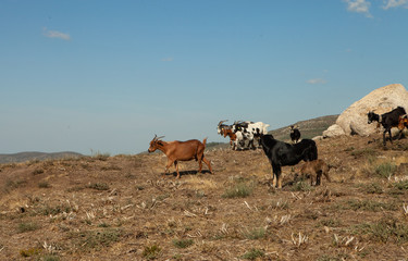 Naklejka na ściany i meble Livestock. Goats in the pasture in the mountains.