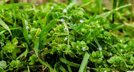 small, gently blue flowers