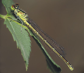 dragonfly on green leaf