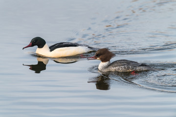 Goosander, Mergus merganser, Females us male, Summer plumage, at sea