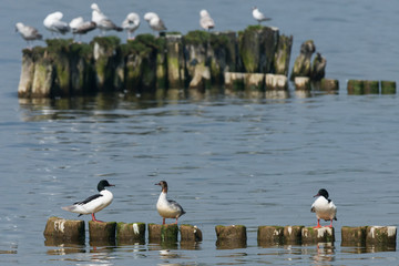 Goosander, Mergus merganser, Females us male, Summer plumage, at sea