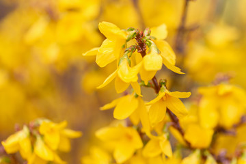 Forsythia flowers. Nature wallpaper blurred background with yellow florets in springtime. Blossoming forsythia in the orchard. Selective focus. Closeup.