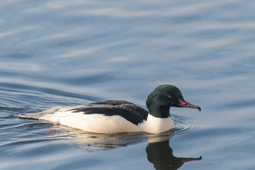 Goosander, Mergus merganser, male, swimming at sea