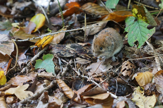 Maus im Gestr&uuml;pp