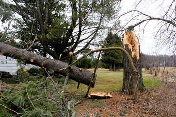 Tree damaged from a summer storm
