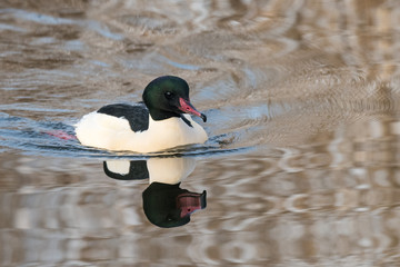 Goosander, Mergus merganser, male, swimming at sea