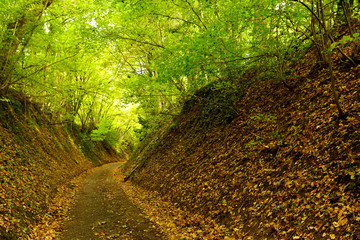 dunkler Waldweg im Abendlicht