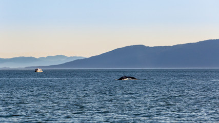 Obraz premium Whale watching in Juneau, Alaska