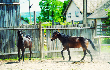 Horses run gallop in meadow
