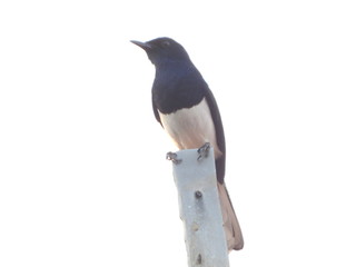 Thai local bird,magpie is on top of roof.