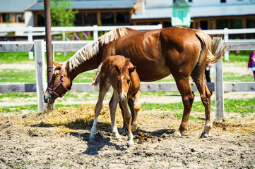 Horse run gallop in meadow