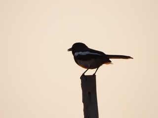 Thai local bird,magpie is on top of roof.