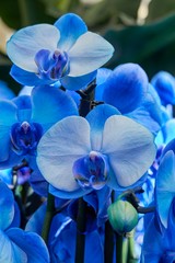 Naklejka na ściany i meble scenic blue orchid in bloom