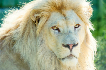 beautiful white lion