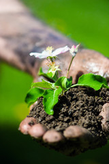 Farmer hand holding a fresh young plant with flower. Symbol of new life and environmental conservation