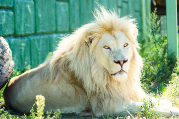 beautiful white lion