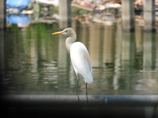 eagret is in the city.