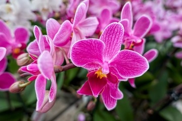 Naklejka na ściany i meble pink orchid in bloom in the garden