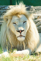 beautiful white lion