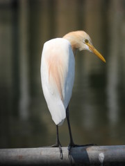 eagret is in the city.