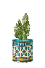 Cactus suculenta en maceta de ceramica con dibujos sobre un fondo blanco liso y aislado. Vista de...