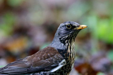 Fieldfare portrait. Cute common brown thrush. Bird in wildlife.