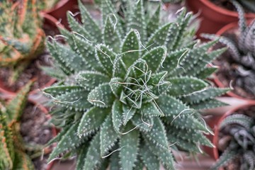 succulent plant in bloom in the vase