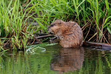 Muskrat eating grass on river. Cute common brown water rodent animal in wildlife.